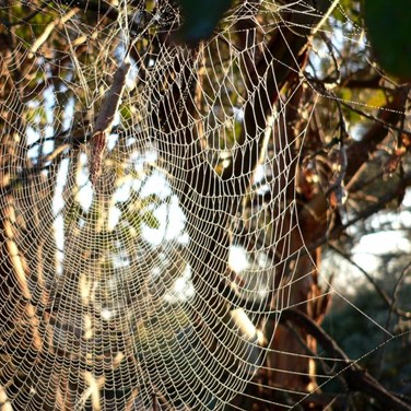 Spider's web