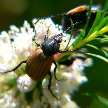 Nectar feeding beetle