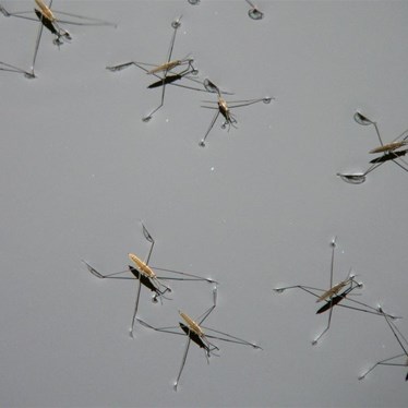 Water Striders, north Qld.