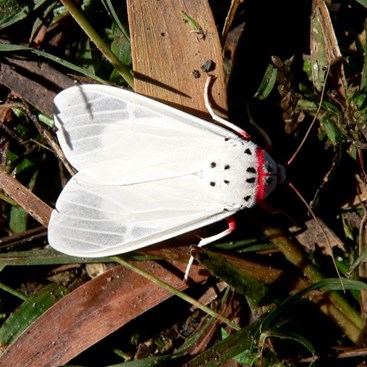 Large white moth, Atherton Tablelands