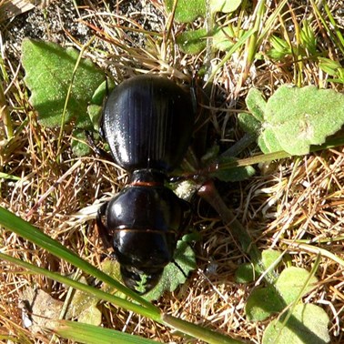 What large jaws you have - Beetle, Port Fairy.