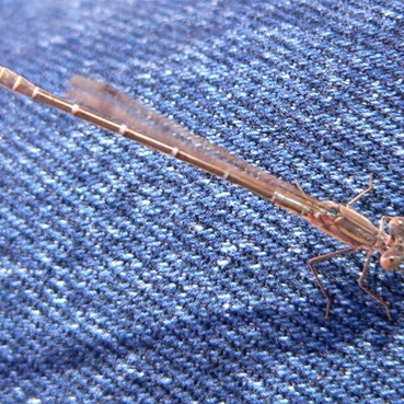 Dragon Fly, Madigans Blaze Tree, Hay River Track