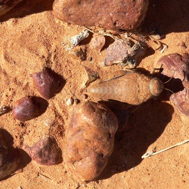Spot the grasshopper - among gibbers, Walkers Crossing