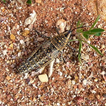 Spot the grasshopper - near Eringa