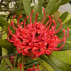 Tasmanian Waratahs in bloom