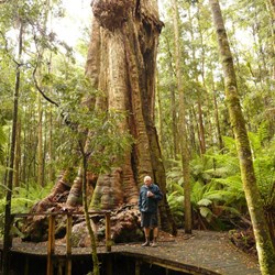 Big Tree at Dip Falls