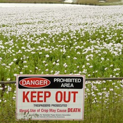 KEEP OUT ... Opium Poppy
