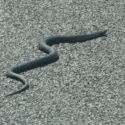 A Black Snake making his way across the road