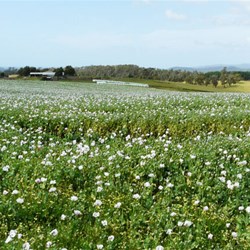 Fields of pyrethrum