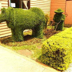 Railton topiary