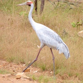 A magnificent specimen - Brolga by the Kalumburu Road