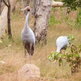 Brolgas grazing beside the Kalumburu Road