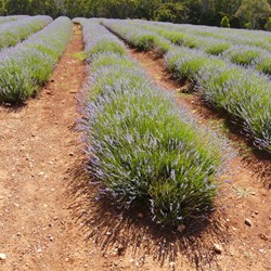 Bridestowe Lavender Farm