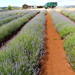 Hugo 1 smelling the lavender
