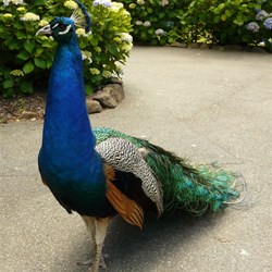 Pet Lyrebird at Cataract Gorge