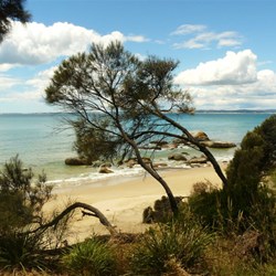 Waterhouse Conservation Area - Casurina