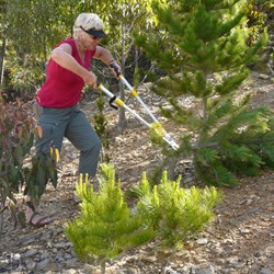 A Christmas Tree for our special day