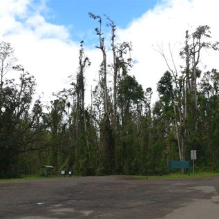 Cyclone damaged forest.