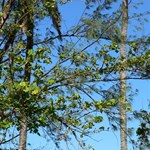 Beach views near Cardwell