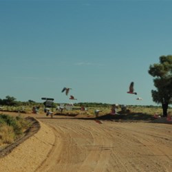 flock of galahs flies across the track