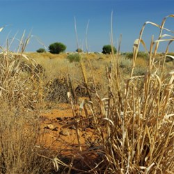 a closer look at vegetation along the track