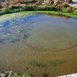 mound springs...fascinating and worth a look