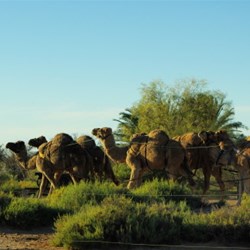 camels at Coward springs