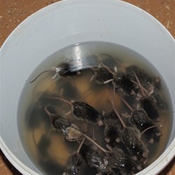 41 dead mice overnight in the bucket at william creek