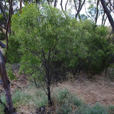 Small Quandong Bush, with host plant alongside