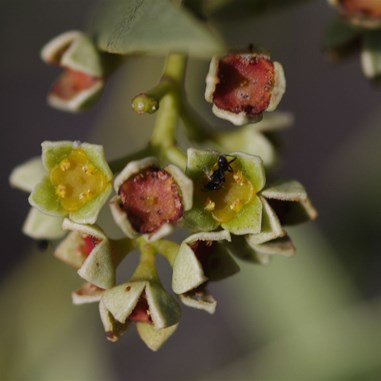 Quandong Flowers are very small and hard to see from a distance