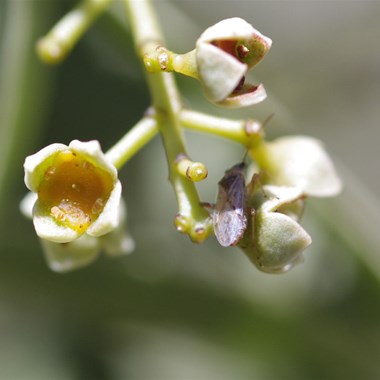 Another close up of the flowers