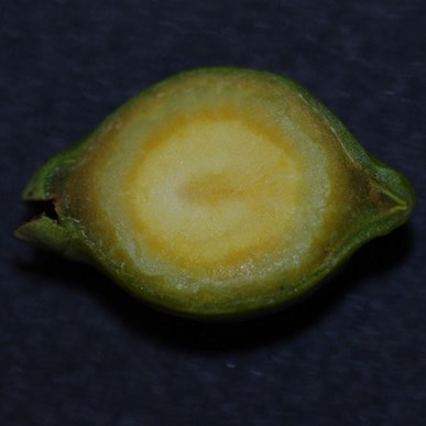 The inside is still developing, with the new stone visable as the dark ring