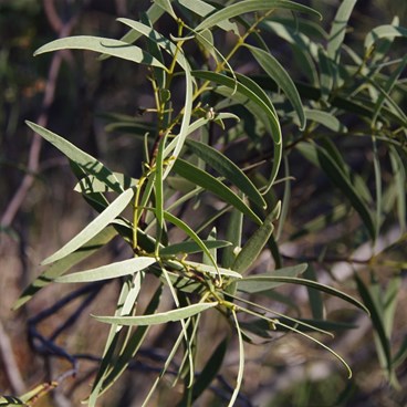 Quandong leaves