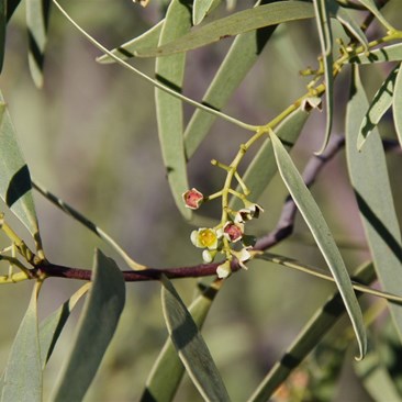 Small flowers compared to the leaf size