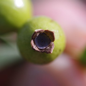 The old flower is clearly visable