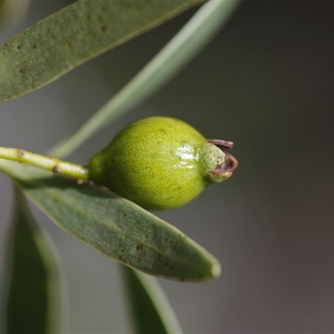 Side view of the new fruit, with the old flower clearly visable