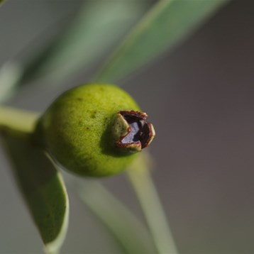 The old flower and the new fruit