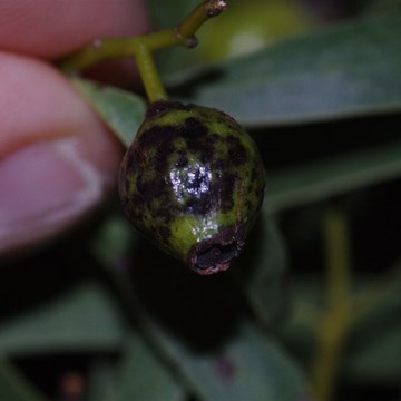 Not all fruit are perfect