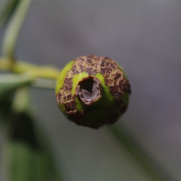 Not all fruit were perfect