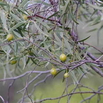 The fruit is slowly changing colour