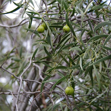 It is not until you get close to the bushes that you can see them