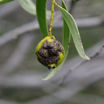 There are a number of Quandongs that have defects