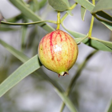 This was the first one to start to change colour