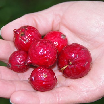 These are ripe and ready to cook