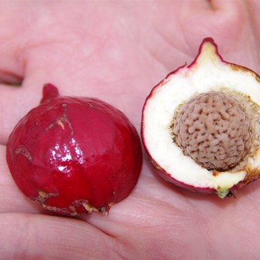 This one was easy to cut open to show the size of the stone