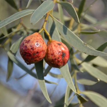 These two are at the same rate of growth