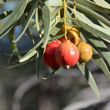Various growth rate and all side by side