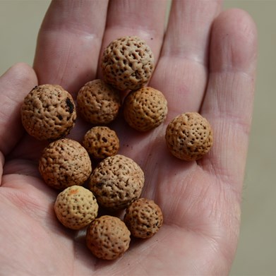 The was a great variation in stone size