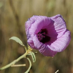 Sturts desert rose I think