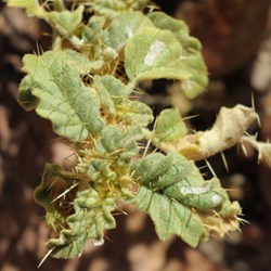 spiky plant in the Canyon floor